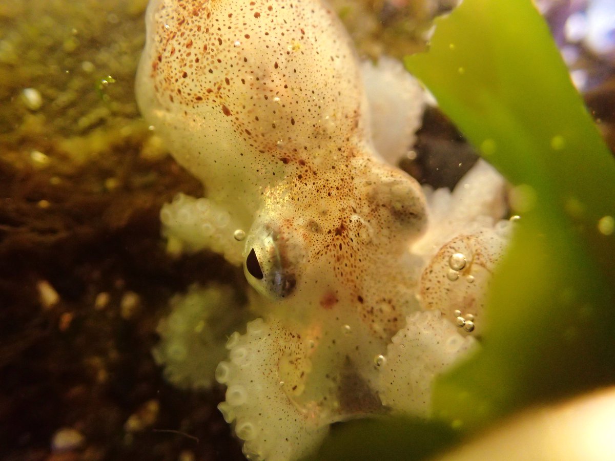 BLMOregon's tweet photo. A baby octopus hides in the seaweed at Yaquina Head! 🐙

He may be small, but he's got a lot of heart. We mean that literally. He has three hearts. 

Please remember Yaquina Head is a protected and fragile natural area! Tread lightly and take only pictures. ❤ https://t.co/pmf5gcWz7b