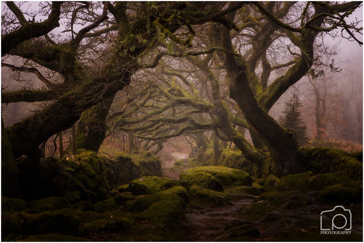 LeePelling's tweet photo. Taken on a recent trip to #dartmoornationalpark this is the path from Burrator Reservoir to Sheep's Tor. #dartmoor #burratorreservoir #sheepstor #landscapephotography #woodland #woodlandphotography #trees https://t.co/ucVJltzsAY