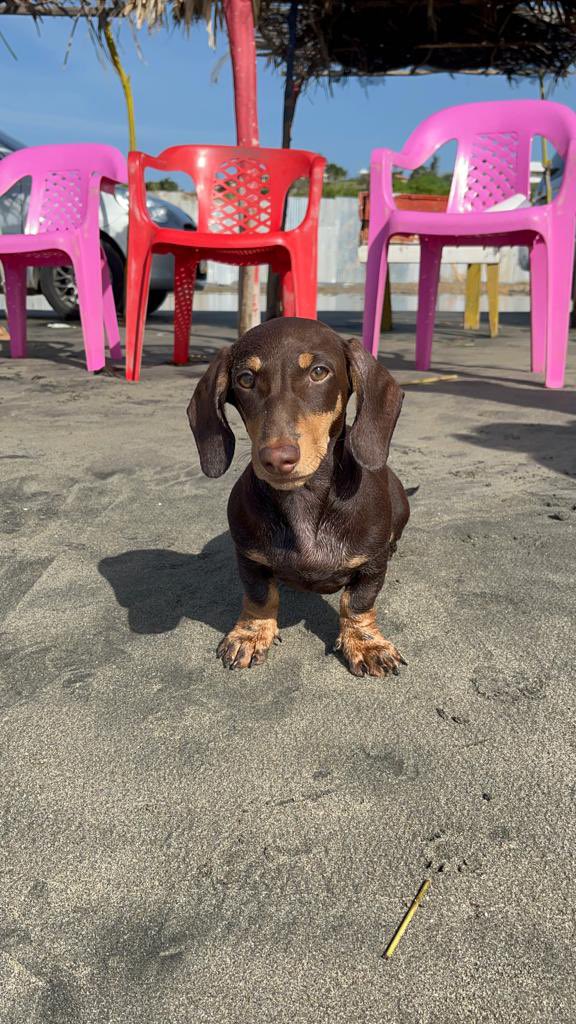 LCML22's tweet image. Mi Coopersito a través de los meses. #happydoggo ❤️