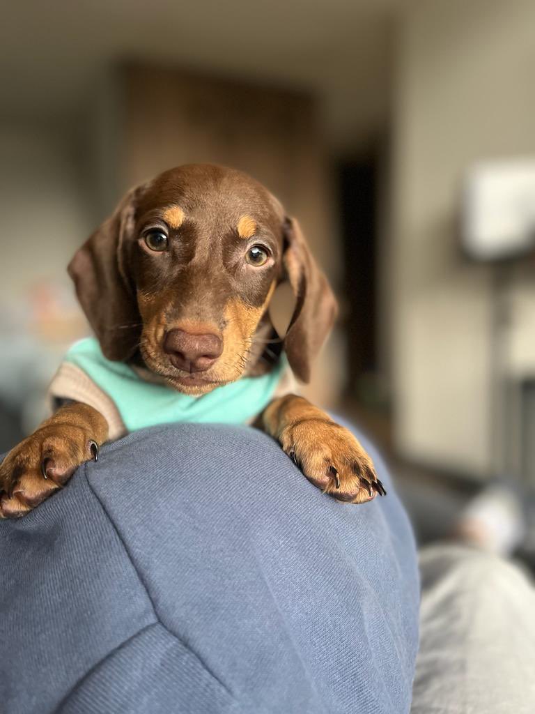 LCML22's tweet image. Mi Coopersito a través de los meses. #happydoggo ❤️