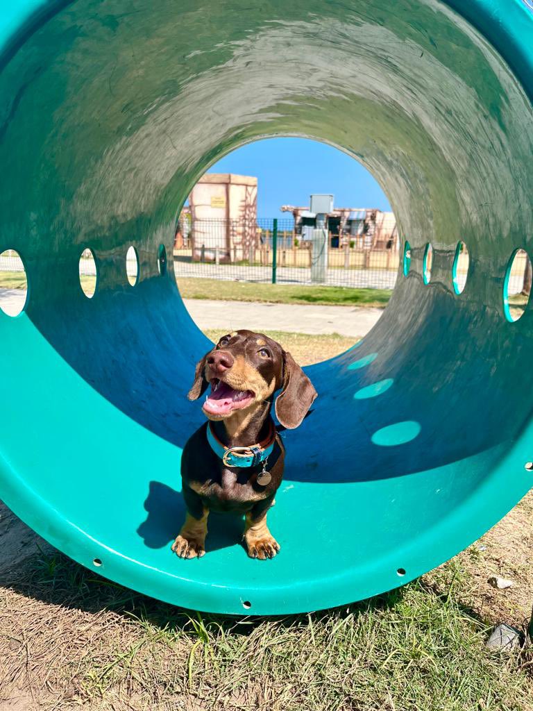 LCML22's tweet image. Mi Coopersito a través de los meses. #happydoggo ❤️