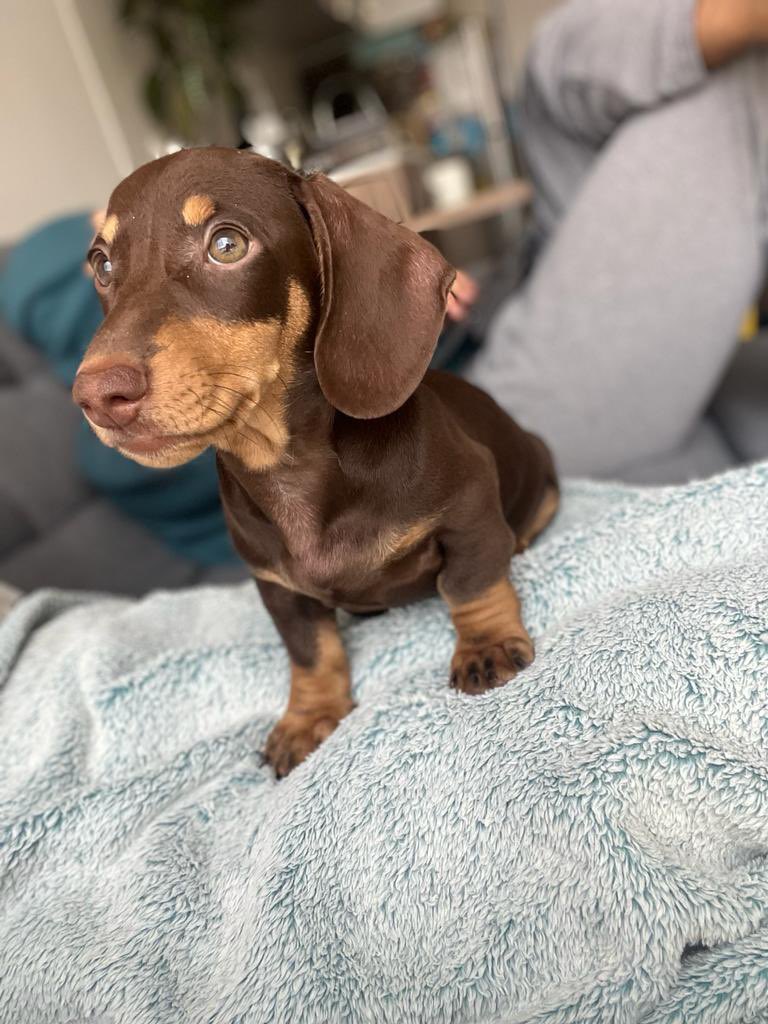 LCML22's tweet image. Mi Coopersito a través de los meses. #happydoggo ❤️