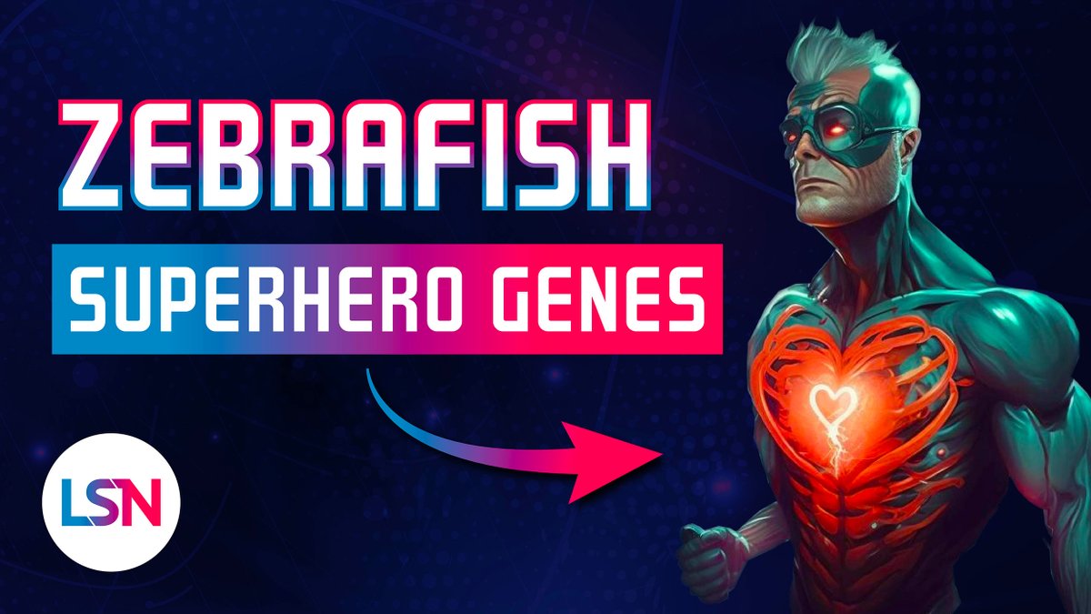 Scientists have used gene therapy to grant zebrafish-like regeneration capabilities to mammals. Are human trials coming? Learn more in #LifespanNews from <a href="/EmmettShort/">Emmett</a>! - youtu.be/RlAEABveiEc #Superhero #GeneEditing #Transhumanism