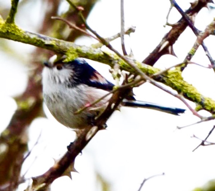 Come on. How cute is this fellow? And he’s real …not a toy or ornament! #longtailedtit #cutebird #ewelme #grundon @grundonrecycle #chilterns #bridleway #hedgerow #oxfordshire