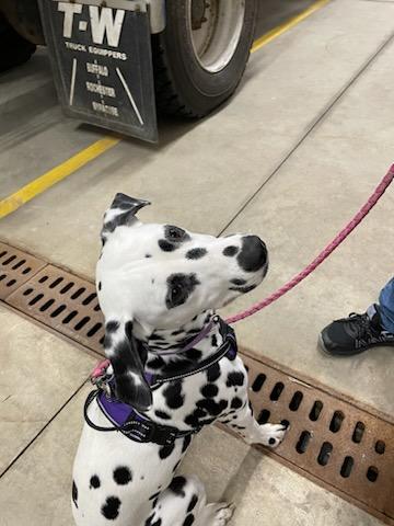 TheAnnieOakley's tweet photo. Daddy went to another fire house today wifout me! Look who he saw! A true fire dog! Cool right? Hope you have a pawsome day! We will keep having my Birthday pawty! #brittanydog #dogsoftwitter #StaySafe #loveslife https://t.co/xql1aBwbkf