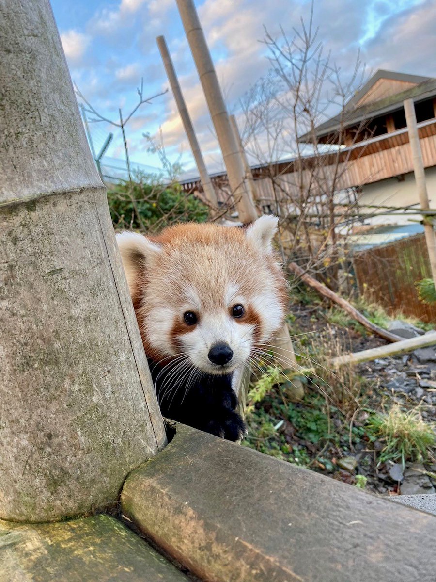 WelshMountainZo's tweet photo. Can you guess which member of our Red Panda family is playing a game of hide and seek with us? 🥰 Is it:

A: Mum, Nuri
B: Dad, Hop or
C: Cub, Asha

Let us know your guesses below 👇 

#WhoAmI #RedPandaFamily #SupportingConservation #WelshMountainZoo #NationalZooOfWales https://t.co/r4Cfd0WEyK