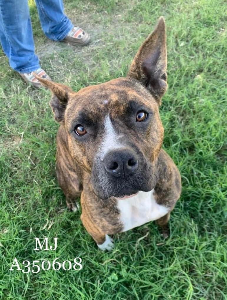 RoCoGB's tweet photo. 🆘DEATH ROW
🔥DIES 2/24🔥
MJ
#A350608
Age 2.9yrs
Brindle APB
Alleged minor bite by Owner
Forces AC to take
Owner doesn’t care!
Discards her like trash
NOW 1 wk to SAVE
ADORABLE
TIMID
FRIENDLY
Loves doing zoomies
Great on leash
Plz #Pledge
Can YOU
#Foster #Adopt?
CorpusChristi TX https://t.co/4oV5CCGpXm