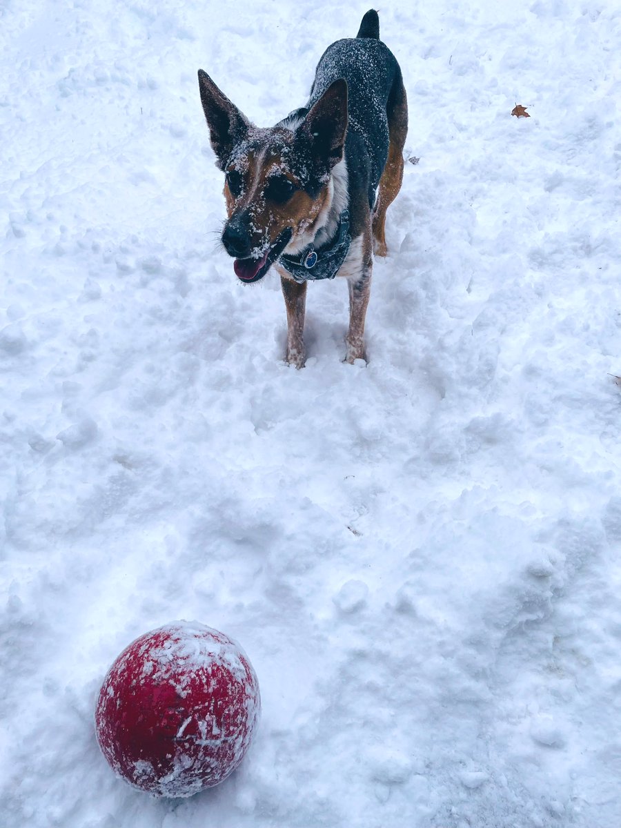 Day 18: “Is There Something On My Face?” Hooooowl I’m waiting😂❄️❤️🐺😂❤️❄️🐺😂 #PhotoChallenge2023February #dogsoftwitter #ZSHQ #CatsOnTwitter #SaturdayMood #GreatBackyardBirdCount #PlutoDay #NationalDrinkWineDay