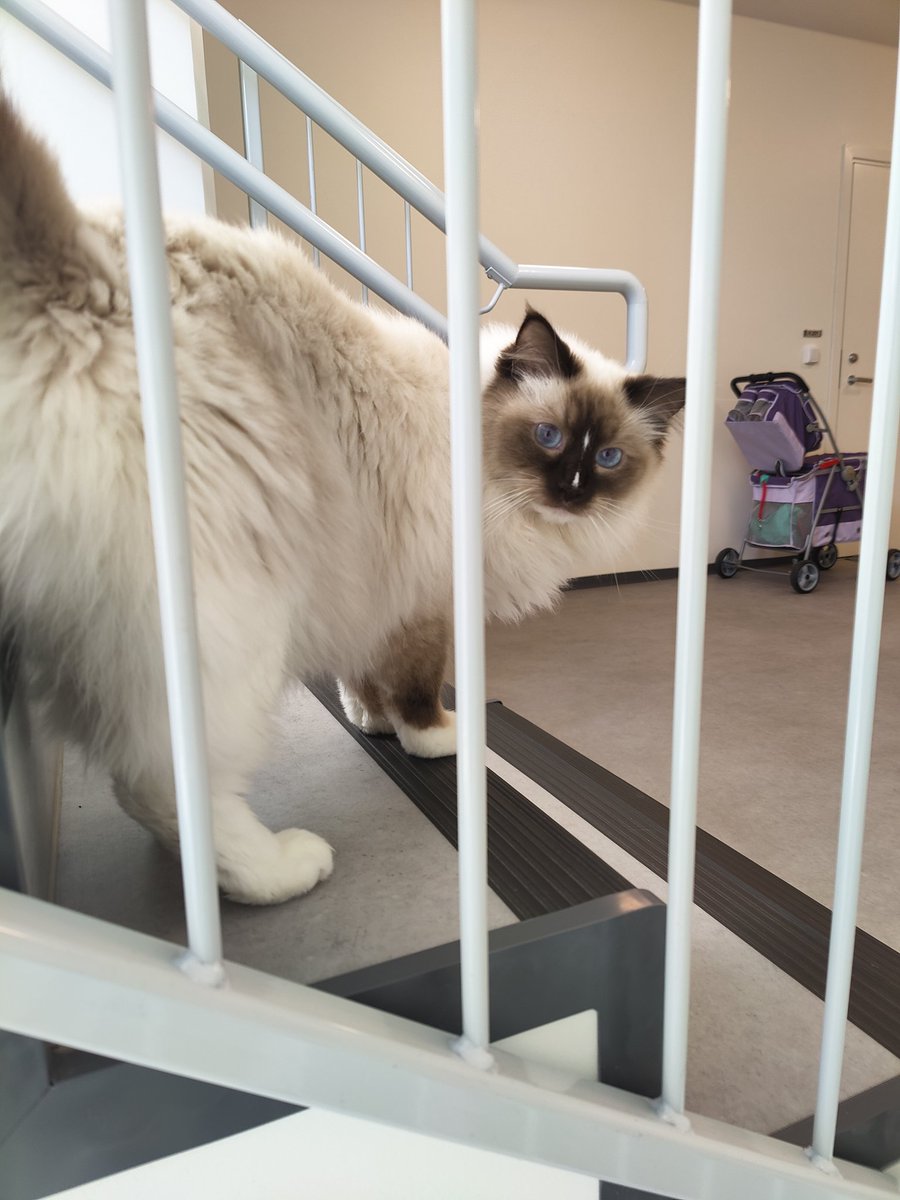 ragfurs's tweet photo. Boo.
#Caturday #CatsofTwittter https://t.co/B873f2zWbx