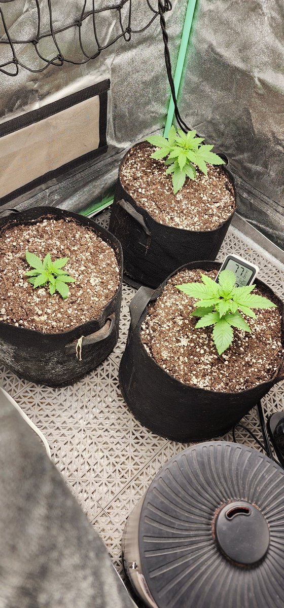 leafroe's tweet photo. #HoodMorning
#LetsGrow #LEAFGROES https://t.co/NRQyLjulV9