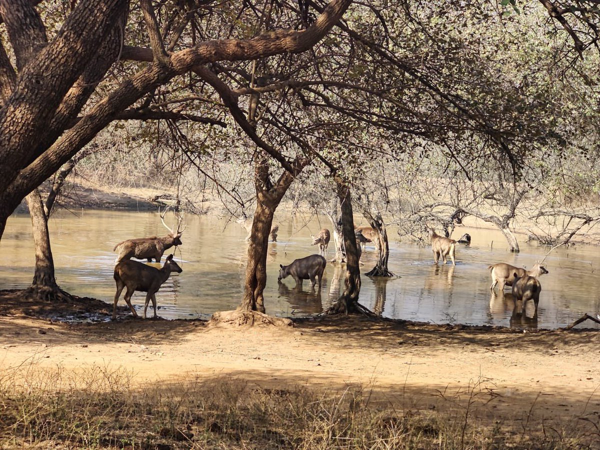 Kick started the first field day of <a href="/ZSLconservation/">ZSL Conservation</a>
<a href="/EdinburghUni/">The University of Edinburgh</a> <a href="/UniMelb/">University of Melbourne</a>
©️RoyalVetCollege and WII #IWAHcourse2023 with an orientation  visit to the #sariskatigerreserve <a href="/moefcc/">MoEF&CC</a> <a href="/ntca_india/">National Tiger Conservation Authority</a> <a href="/paragnigam09/">Parag Nigam</a> <a href="/wildwithwolves/">Bilal Habib</a>