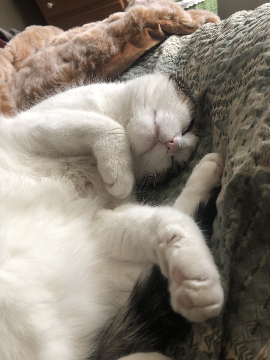 marniannmoore's tweet photo. #caturday sleep in 💕 https://t.co/1YJ9N9pD3C