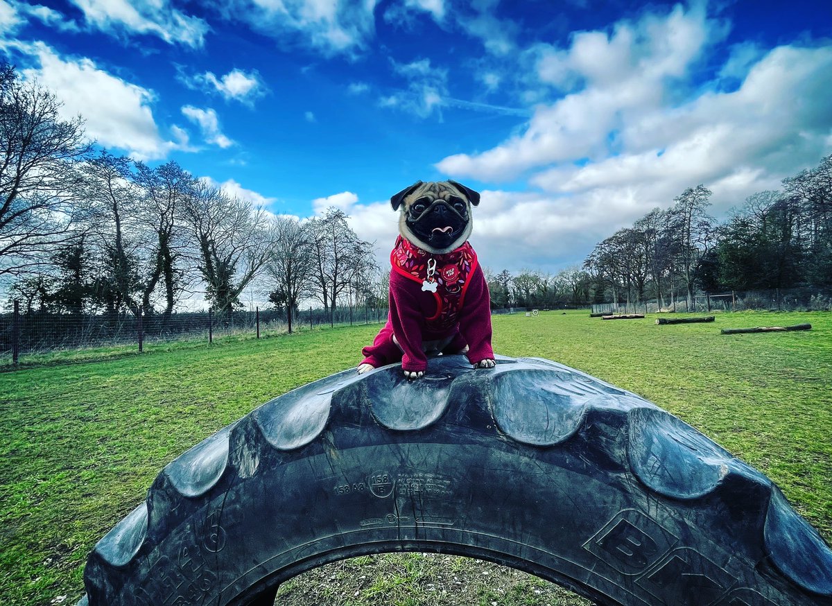 Olive wins photo of the day during today’s Saturday Shenanigans ♥️