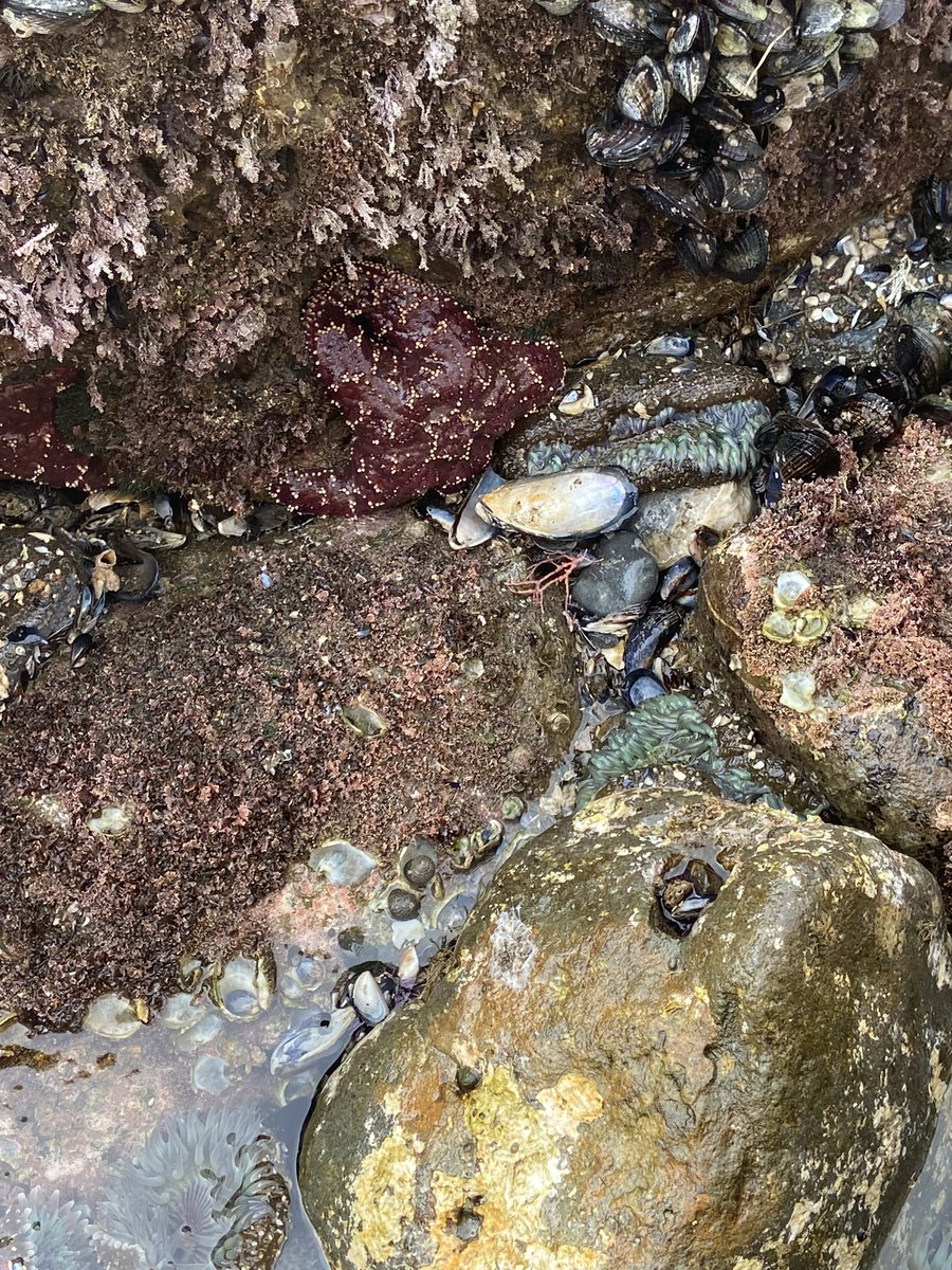 amberrbratcher's tweet photo. My Coastal Ecology class went on an adventure to explore biodiversity in the rocky intertidal this week. Despite the chilly day everyone got to see new and exciting organisms!  @SeaverLMU https://t.co/UFvH6Pgt0c