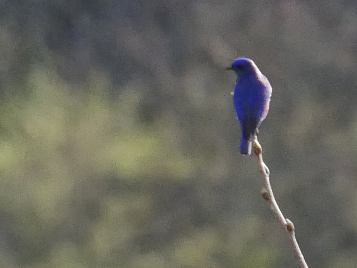 MyKindOfBird's tweet photo. Still seeing Western Bluebirds out in Sonoma in the winter. Less prolific but still lovely to see in the cooler sunshine. https://t.co/vPGfoXmSdR