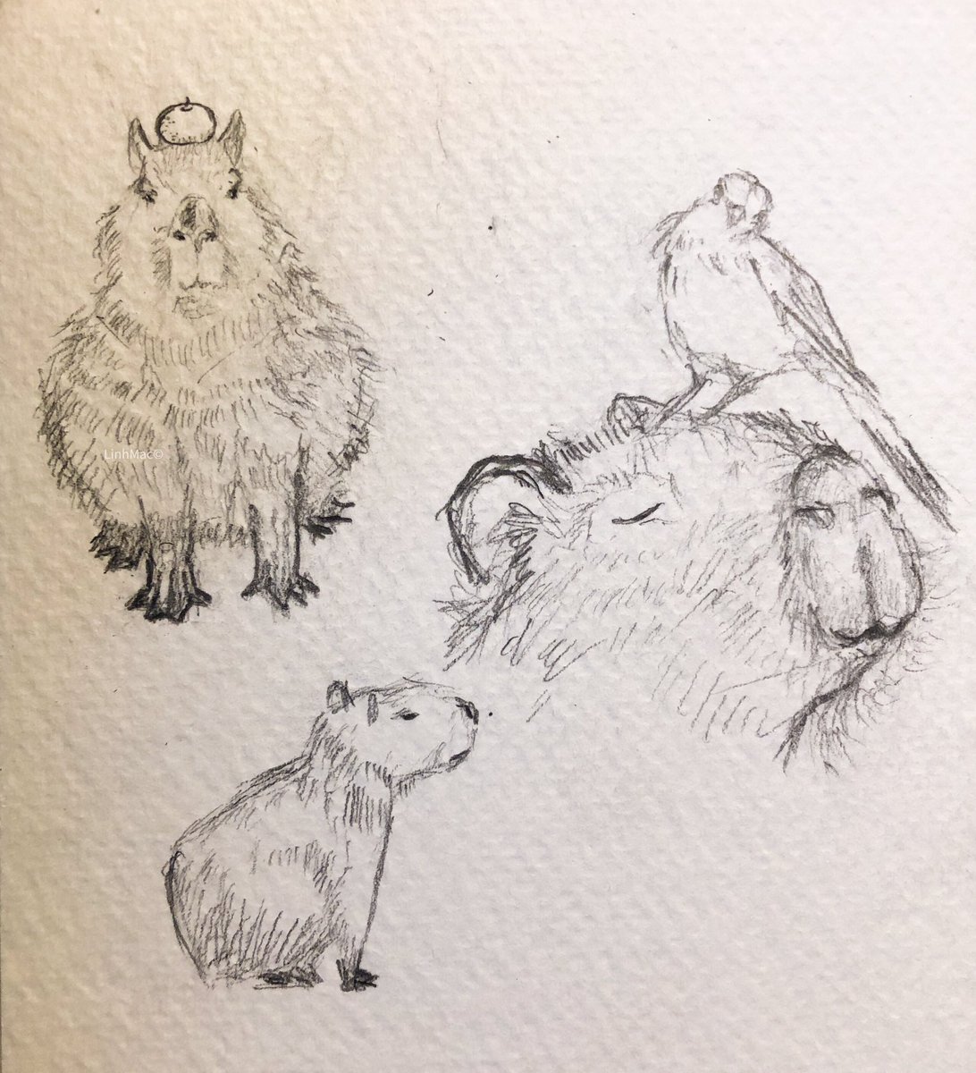 linh_mac007's tweet photo. Been thinking about capybaras a lot lately, so I did a quick sketch of these fuzzy beans. https://t.co/XS3eCgWvnP