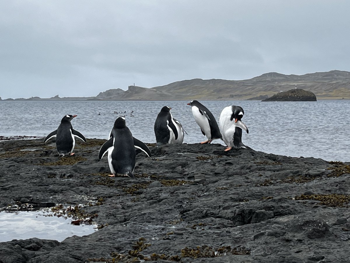 erasmomac's tweet photo. Obviamente hay registros de 🐧🐧.
Pingüino juanito, pingüino papúa, pingüino gentú o pingüino de vincha (Pygoscelis papua).
#ECA59 #CienciaAntarctica #Antarctica #CentroIdeal #UdeC #Inach #Nucleomash #centroimar #ulagos #Algalab #pinguino #penguin #biodiversidadmarina https://t.co/3sr1VqMTfR