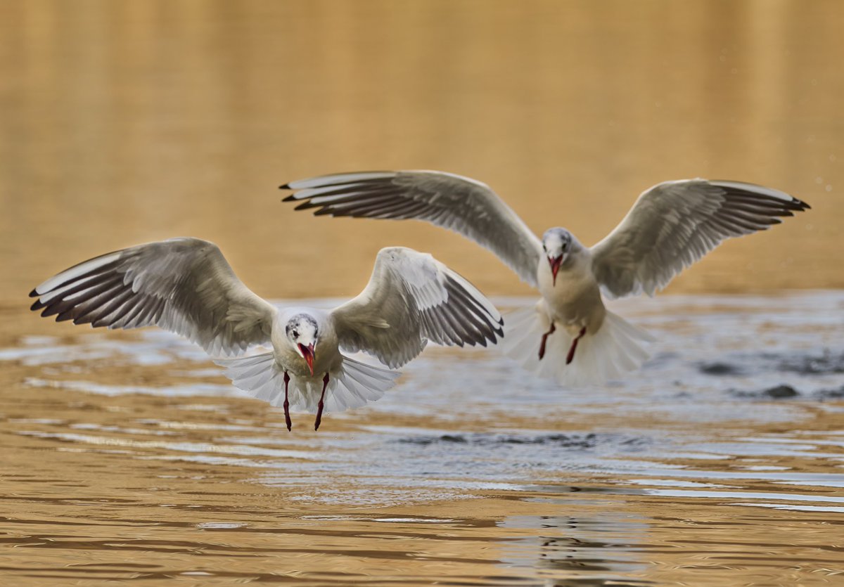 Weekend warriors...... 
Great seeing @JWentomologist last week and these gulls were having a proper barney as we chatted! 
#omsystem #om1 #mzuiko300mmf4 #breakfreewitholympus 
#mirrorless #photography #wildlifephotographer