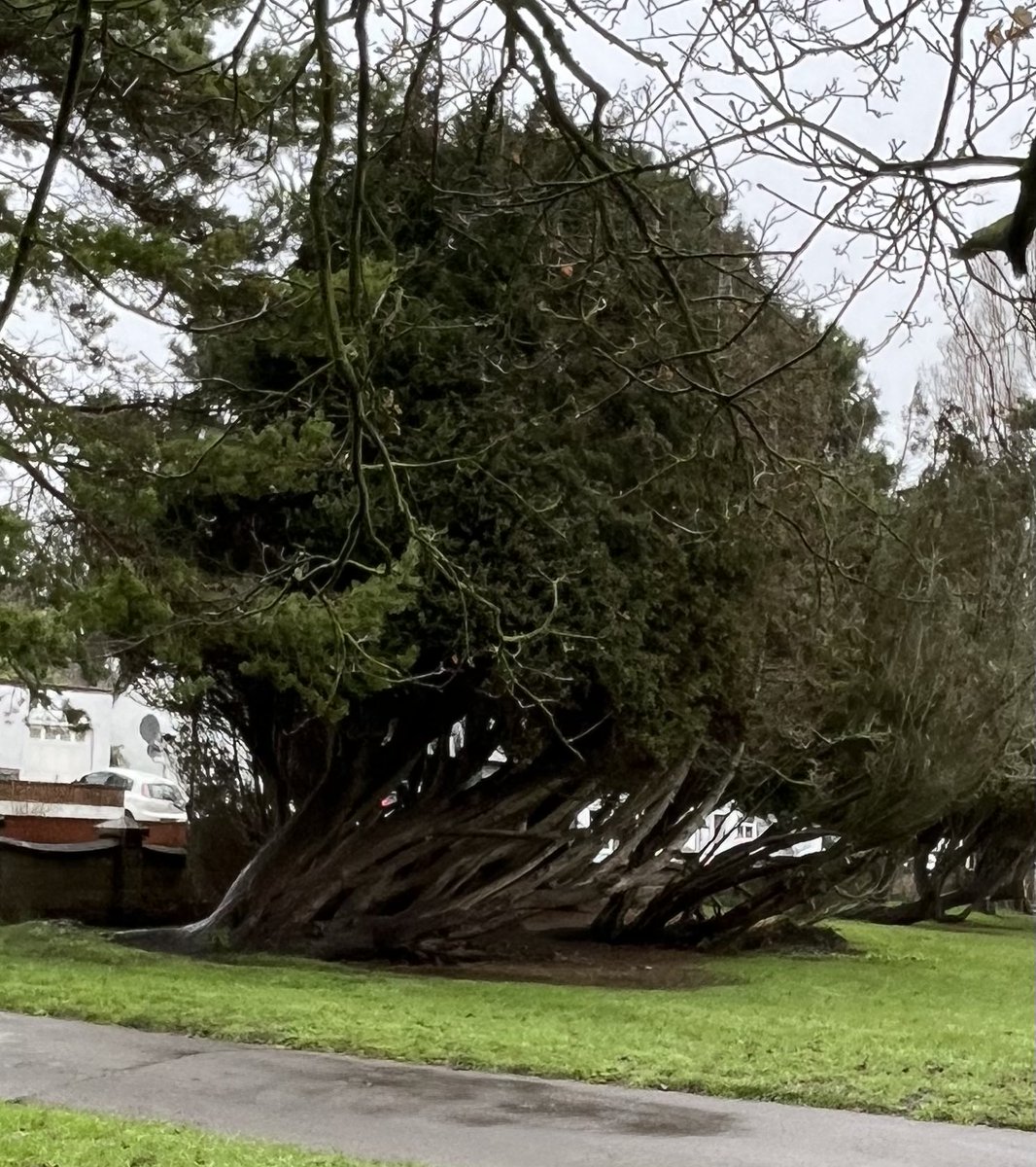 PerformandGrow's tweet photo. Mindful walking on a rainy day brings such joy ππΌ #treeoftheday showing real resilience! π³ π§ββοΈ #gratitude #joyinnature @lifebuddyuk #halftermfun βοΈπ https://t.co/iaEMT8rfnq