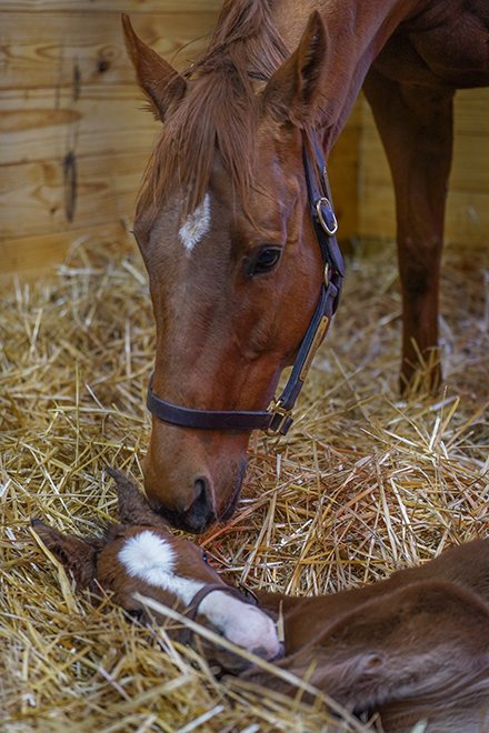 BH_AEberhardt's tweet photo. Two-time Eclipse champion, dual G1 @BreedersCup #Distaff winner, and @ChurchillDowns #KyOaks winner #MonomoyGirl had her first foal, a colt by leading sire #IntoMischief born on Feb. 17 @spendthriftfarm photos courtesy Nicole Finch @finchy_baby https://t.co/eJeEM6Bzq6