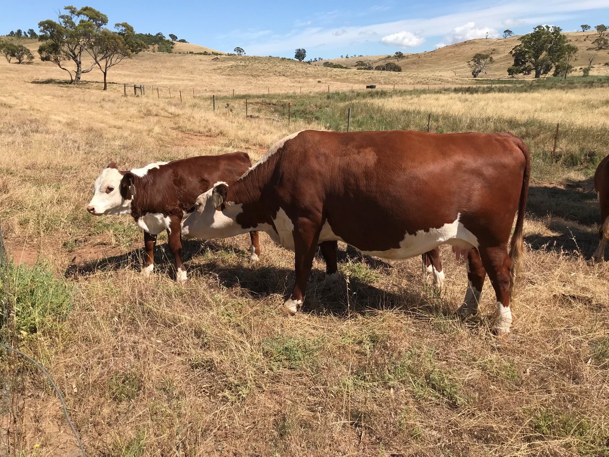 A couple of our first calvers with heifer calves at foot.