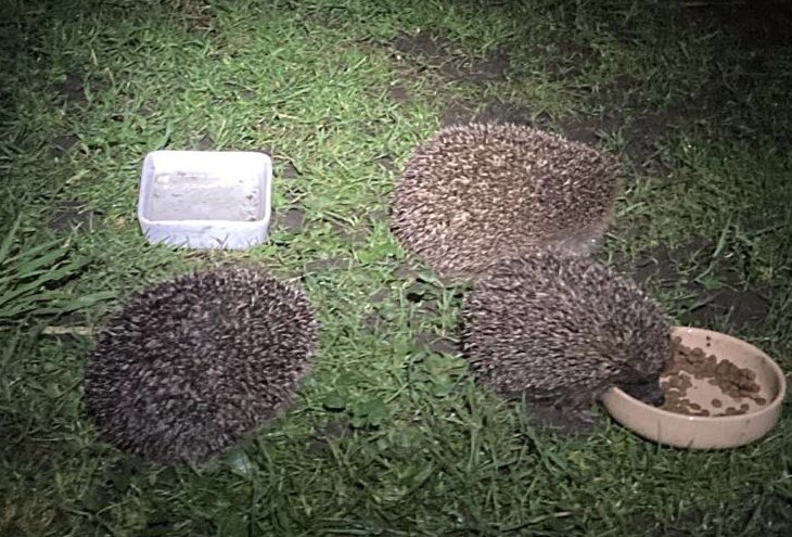 SpikyPeople's tweet photo. Three visitors this evening. They are usually waiting by the food bowls. Support feeding is so important 🦔❤️ https://t.co/PrmzrMxfxU