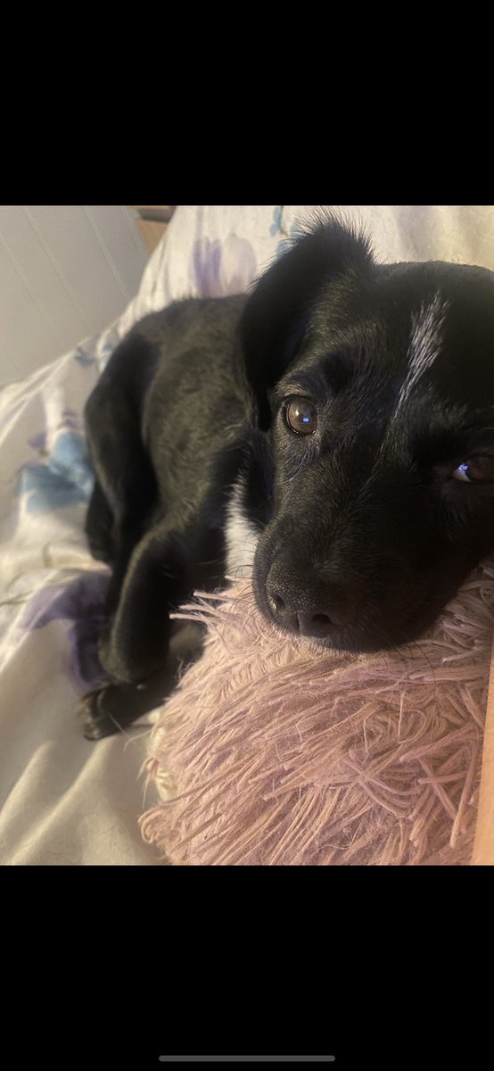 missnoname07's tweet photo. @rickygervais I know you like doggo’s so here is my beautiful girl - her name is Penny! Short for Penelope 🥹 I rescued her and now she is my baby angel. 10/10 would love some scruffles from you on a walk! https://t.co/PAiAU2tHth