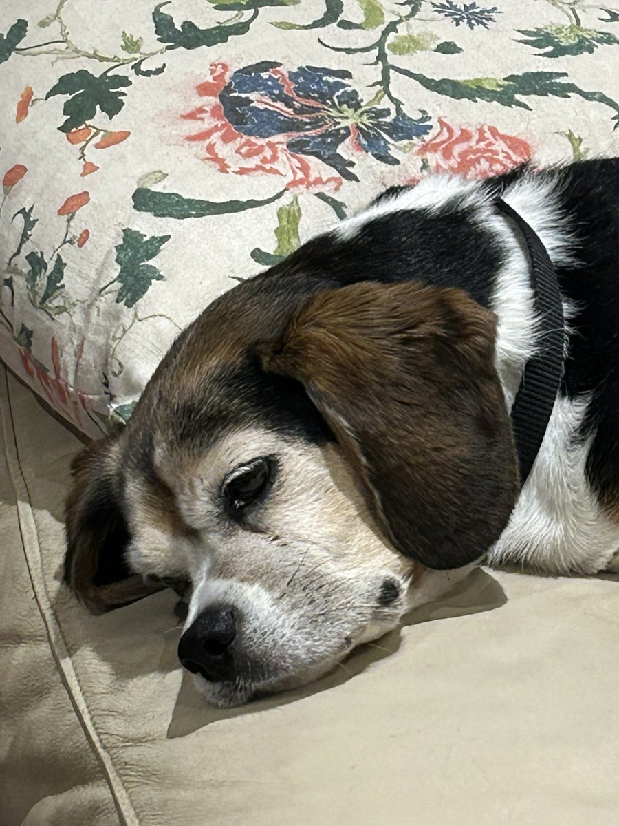 ShardsL's tweet photo. @beaglefacts This is 13 year old Emma, a Beaglier, who recently ate her flea &amp; tick chew then snaffled her brother's one too after he spat it out. (Luckily she suffered no side effects but mum had to call the vet to find out what to do) https://t.co/mw0z0QMXpw