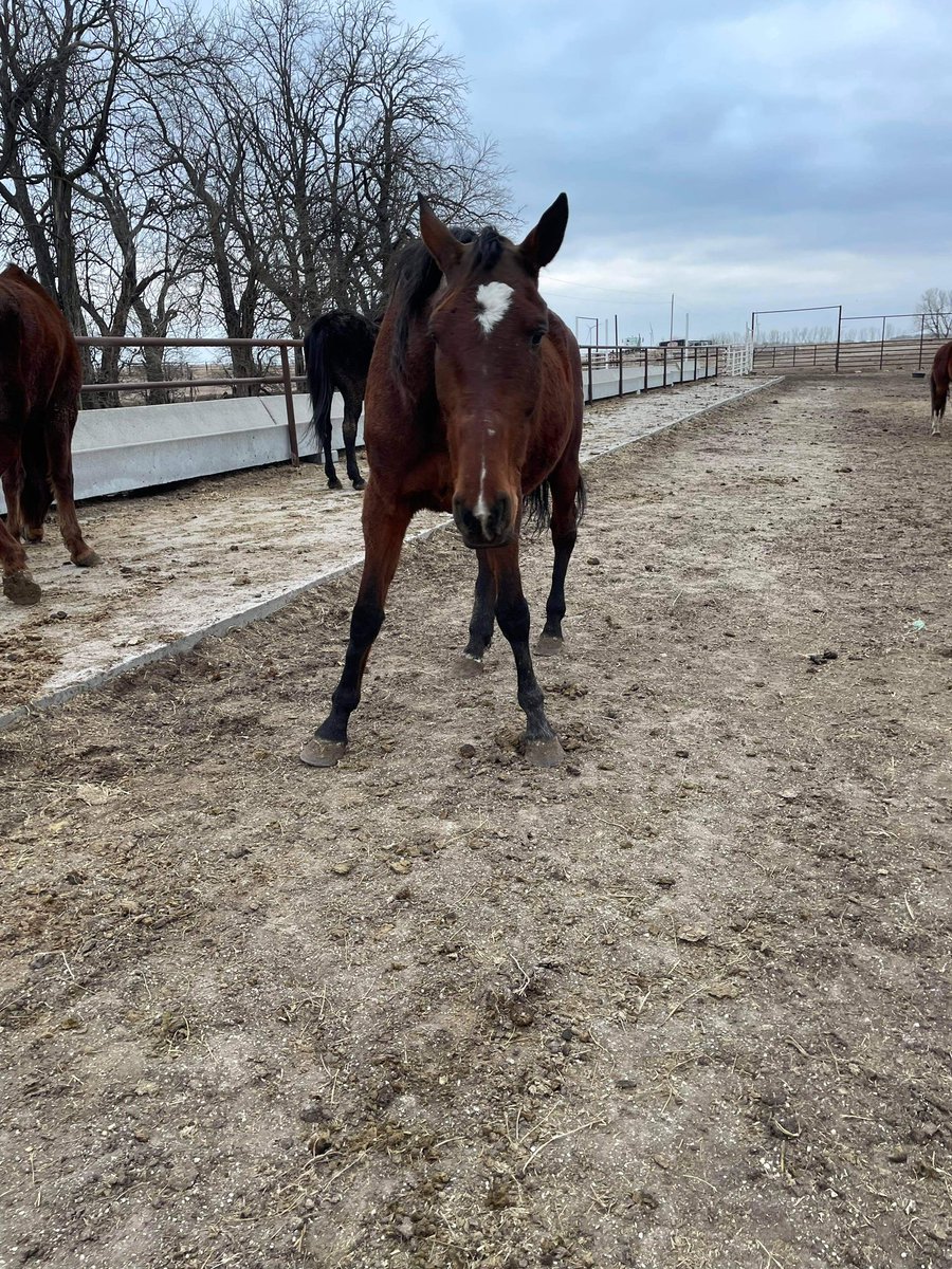 DREAMWAY DELILAH
9FR86 
9 Starts / 0 Wins / $756 Earnings 

Peabody, KS
Status at at 2/18: Privately Bailed