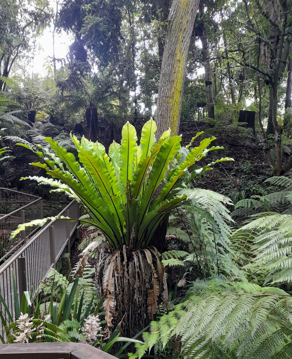 lovelypanda44's tweet image. Have a bird&apos;s nest
#asplenium