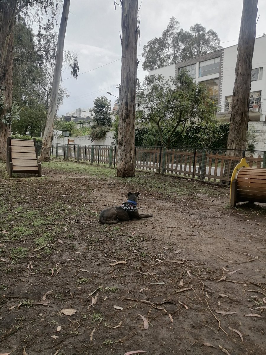 SandyLoor19's tweet photo. En ese mismo estado, también sueño como tú, mi amor 🐕‍🦺❤️ https://t.co/V2Sdfydi34
