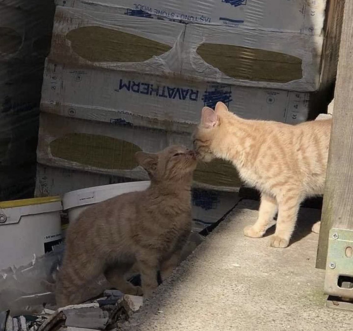 dailycatrryy's tweet photo. 🐈💋 https://t.co/u3lPWWEAzv