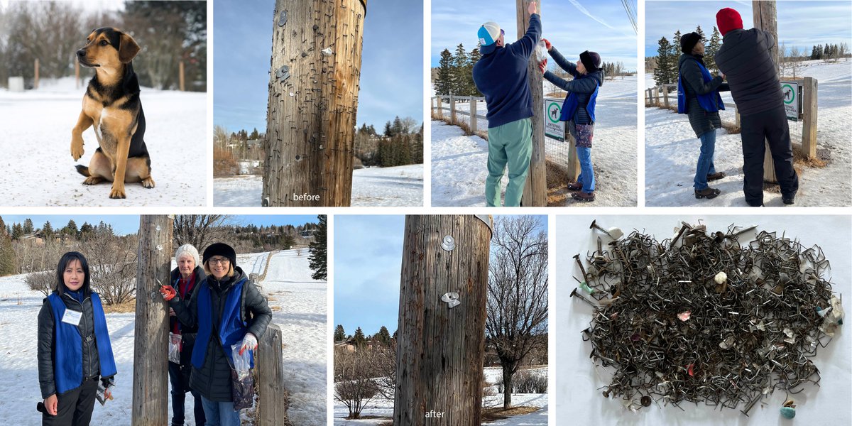 We removed a HUGE amount of unsafe items from light poles in River Park's off-leash area. It took almost 3 hrs. If you hang posters in the park, please remove the staples, push pins, tacks &amp; nails to ensure no dog gets hurt. Thanks for your consideration.

#yycdogs #yycdogparks
