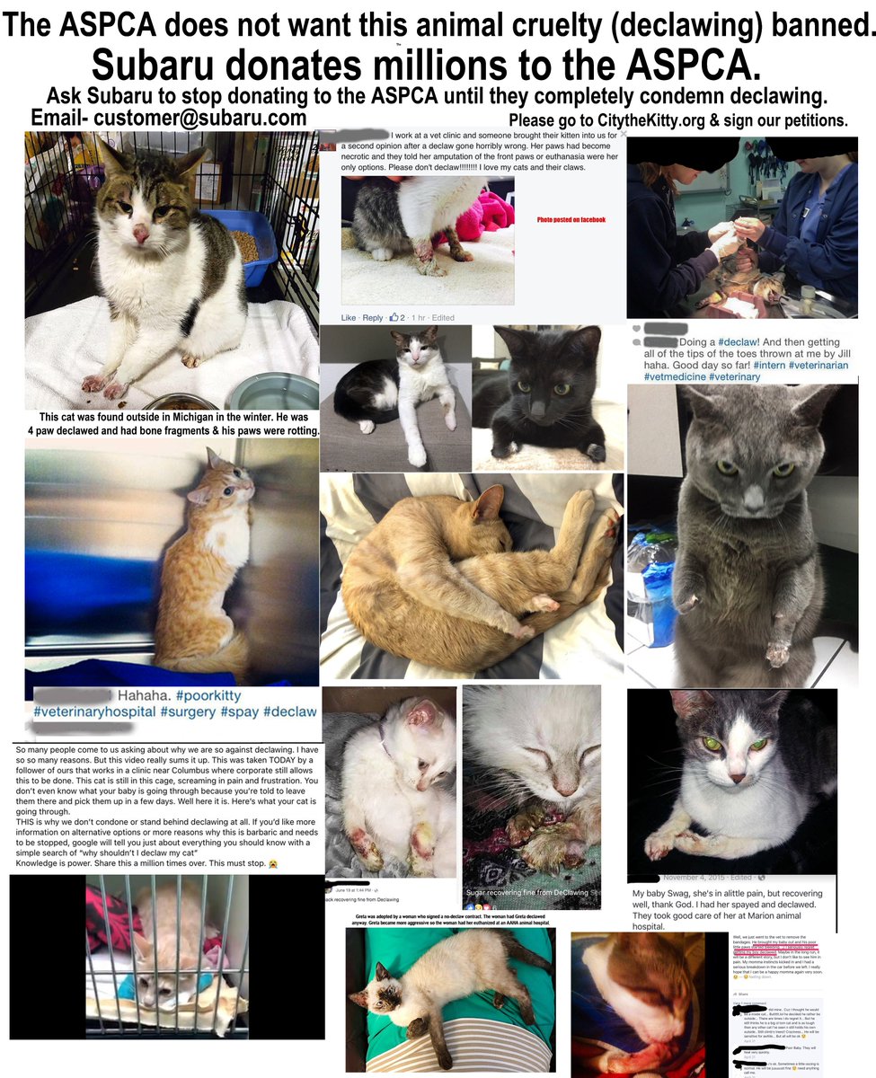 City_the_kitty's tweet image. .@subaru_usa it's time to step up &amp;amp; show that you really love ALL pets. Stop donating to the @ASPCA until they stop condoning declawing. change.org/p/subaru-you-a… #subarulovespets #subarunation #subielife #CatsOfTwitter #Caturday #cat #cats #makeadogsday #aspcanyc #aspcalife