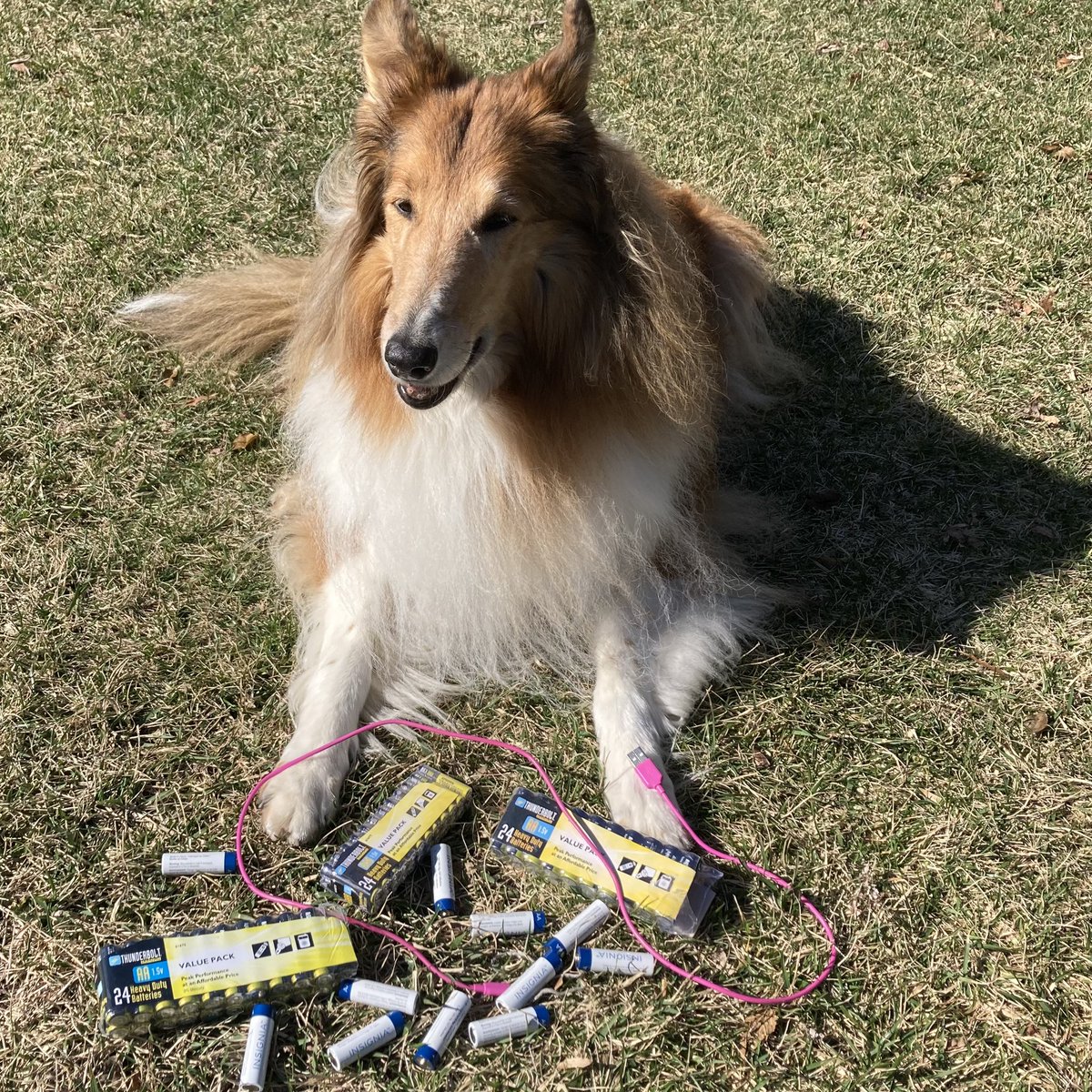 🔋 Recharging my 🪫 batteries with some ☀️ #SolarPower on #NationalBatteryDay 
🪫☀️🔋🔌

#chargingmybatteries #rechargingmybatteries #solarpowered #batteries #batteryoperated #collie #roughcollie 
#dogpowered