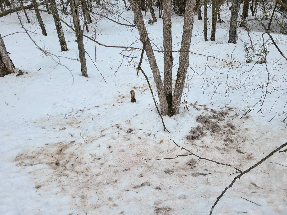 kcoop945's tweet photo. Something freaky about being alone in the middle of the woods, and come across this wolf kill. https://t.co/nh80nCjBCd