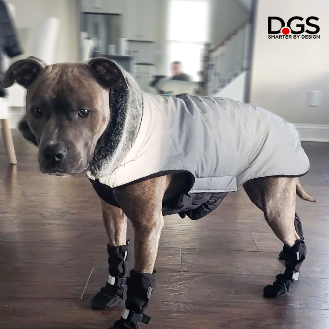 DGSPetProducts's tweet photo. 🚨Top Model Alert!! 😍

📷 @mr.wallacemontana

#dgspetproducts #repelzit #meteorjacket #dogcoat #dogjackets https://t.co/tsNawgJxEt