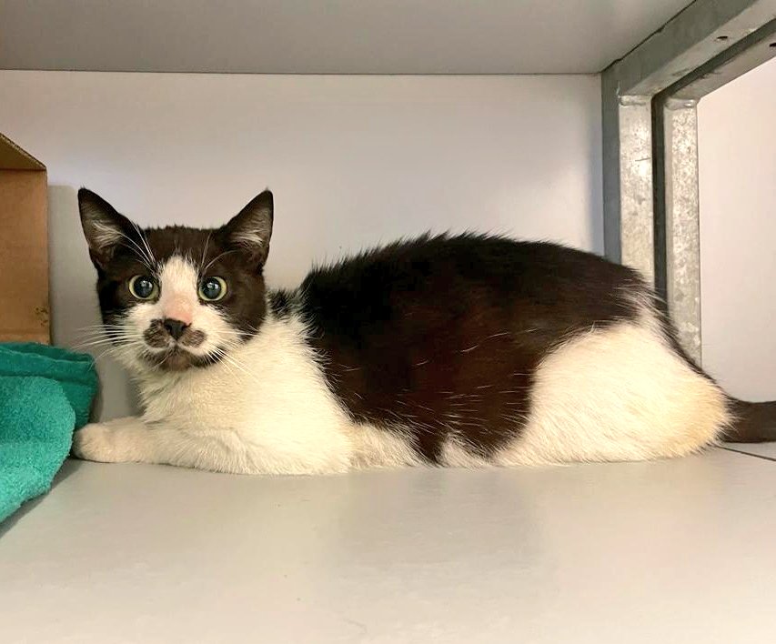 Gevonden / gevangen 

Kleine insluiper veroorzaakte dat het alarm in het magazijn bij HORNBACH aan de 
Katwolderweg #Zwolle verschillende keren af ging. Maar het katje was niet zonder handschoenen te pakken.

We hebben een vangkooi geplaatst en vanochtend zat de kat in de kooi.