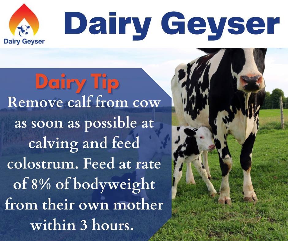 Farming Tip for the week..
To know more about Dairy Geyser, call us @0872362397
Visit us: dairygeyser.ie
#dairyfarm #farmers #farming #farmingtip #agrilife #irishagrilife #farmersinireland #farm #agriculture #farmlife