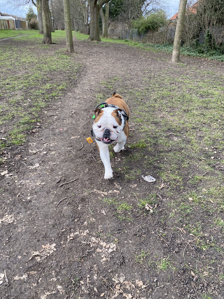bulldog_harry's tweet photo. #HowItStarted to #HowItFinished #OffLead #HarryTheBulldog 🐶 #DogsOfTwitter 🐾 #Bulldogs #Bulldog #BigWalk #BestLife https://t.co/2T8JB42qAr