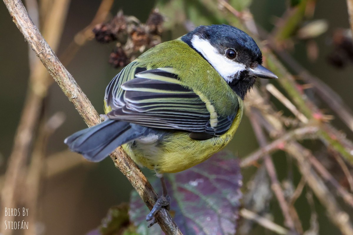HeinzGHerzog On Twitter RT BirdsByStiofan Great Tit At The Waseley 