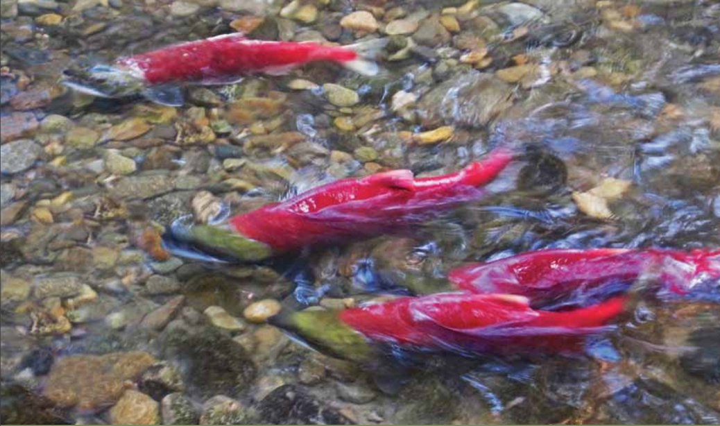Leverett9's tweet photo. Discovery Island Fish Farms remain closed https://t.co/el3ud1FzHr #fishfarming #campbellriver #quadraisland #cortesisland https://t.co/Ex095xyfbr