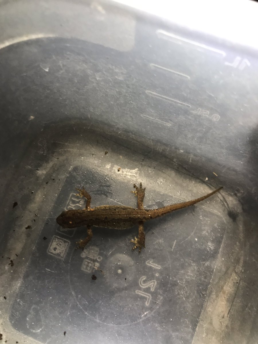 ToadRescue's tweet photo. It was a busy night with the wet and mild weather 
291 amphibians were helped across the road by volunteers on patrol - including 154 toads, 70 frogs and 67 newts 🐸 #toadpatrol https://t.co/Pn6Kw6bBlO