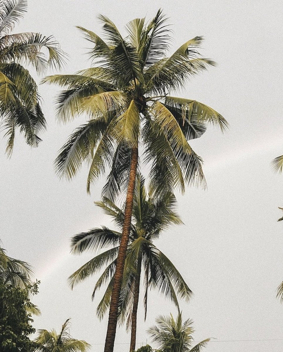 𝙰𝚕𝚠𝚊𝚢𝚜 𝚌𝚑𝚊𝚜𝚒𝚗𝚐 𝚙𝚊𝚕𝚖 𝚝𝚛𝚎𝚎𝚜 🏝️
.
.
.
#palmtrees #nature #coconuttree #psalm92verse12 #warmpalmyair #GoodVibes #callitaday #makesmesmile #feelgood #breezeablowing #perfecttime