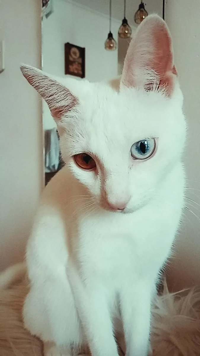 CamiiDuarte1's tweet photo. Necesito la ayuda de todos, esta belleza Nieve, necesita un nuevo hogar, su dueña enfermo y ya no puede hacerse cargo de ella, necesitamos encontrarle un hogar para que no este solita y pueda volver a recibir todo el amor que su dueña le daba antes !!! Me ayudan si difunden! https://t.co/KUfpR8c4ma