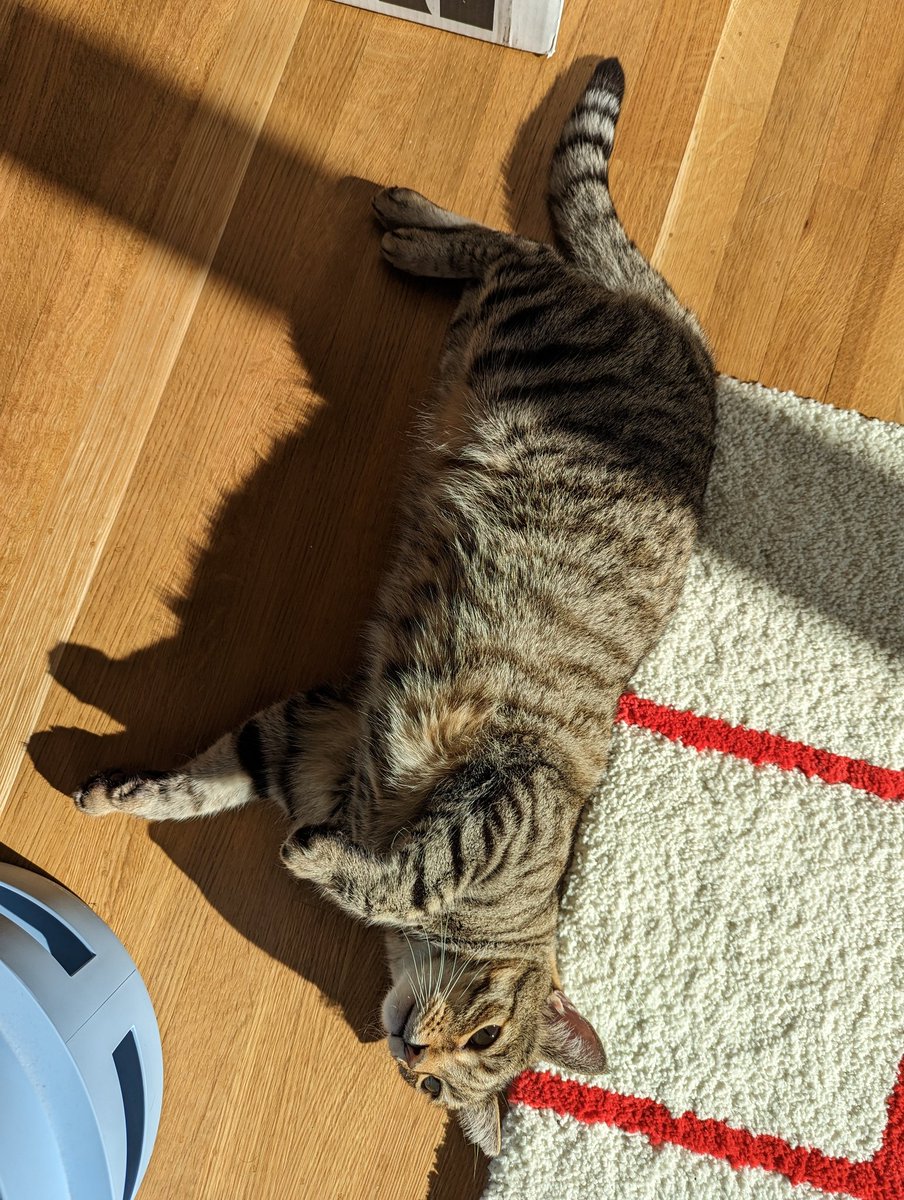 pico cat tweet media