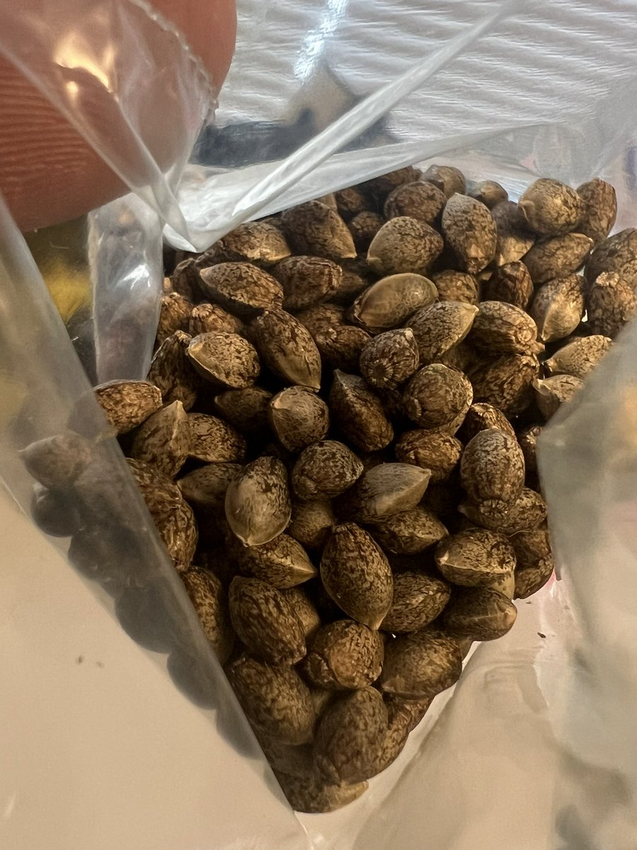 GageGreen's tweet photo. MONA LISA 🧬🧬🧬 GUAVA GAS https://t.co/Ez2GsPpQLE