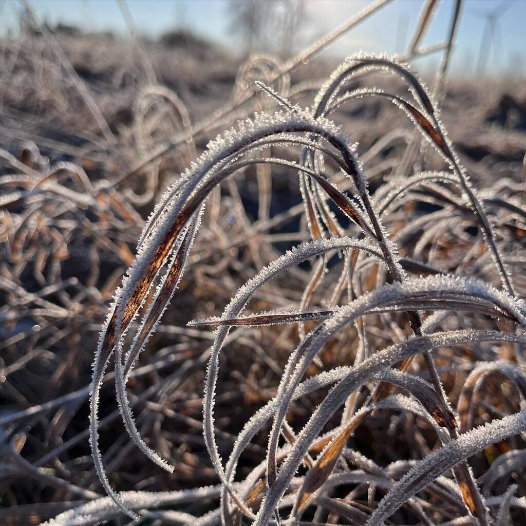 LynnsLids's tweet photo. Some cool morning hoar frost earlier this week! #amherstisland #hoarfrost https://t.co/HjE4DEChBw https://t.co/gQjReEZlLJ