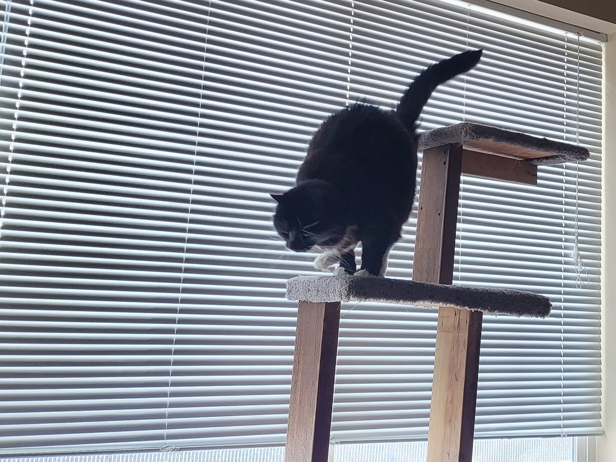 MissSaturnPanda's tweet image. On my way to save your Caturday afternoon