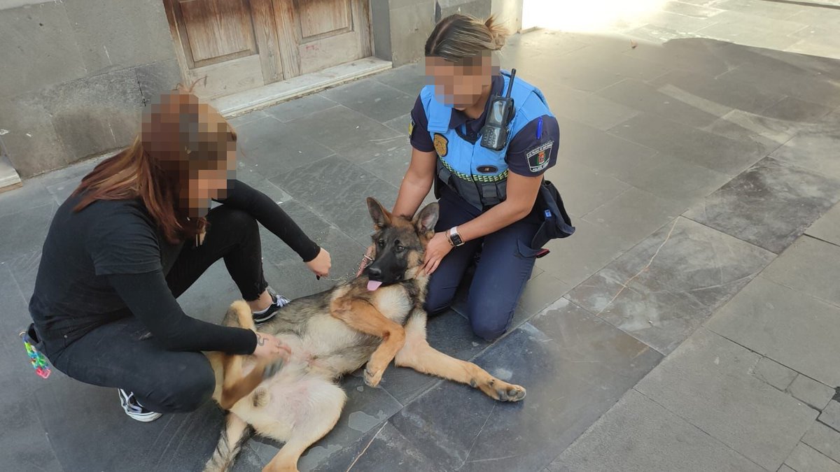 Policía Local LPA tweet media